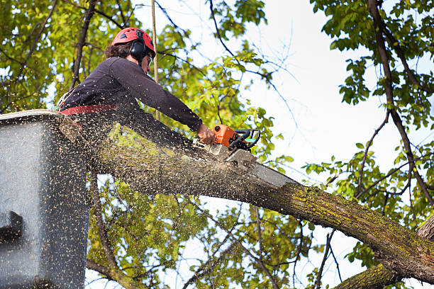 Best Tree Stump Removal  in Thoreau, NM